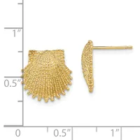 Gold seashell-shaped stud earrings shown from front and side views with a measurement scale indicating approximately 0.5 inches in height.