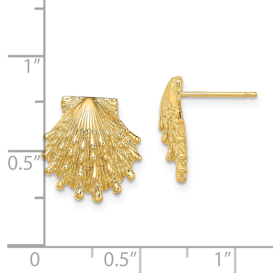 Gold shell-shaped stud earrings shown from front and side view next to a ruler measuring approximately one inch in height.