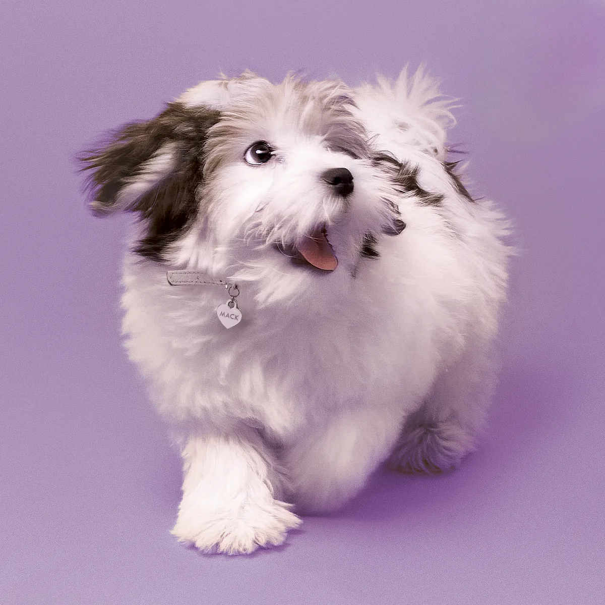 A small white and brown fluffy dog with a pink tongue out sits against a purple background wearing a collar with a small circular tag.